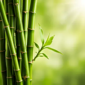 200+ Fresh Giant Bamboo Seeds for Planting - Quick Growth and Winter Hardy Privacy Screen, Good for Environment