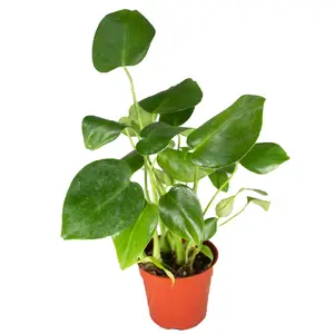 Monstera Split Leaf - 4" from California Tropicals