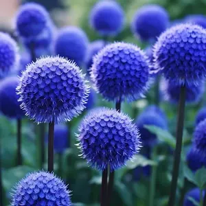 Globe Thistle Seeds for Planting - 50 Seeds - Blue Globe Thistle - Echinops ritro