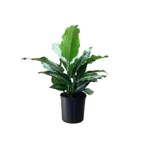 Dieffenbachia Cougar - Dumb Cane - Leopard Lily - Live Plant in a 4 Inch Growers Pot - Rare and Elegant Indoor Houseplant