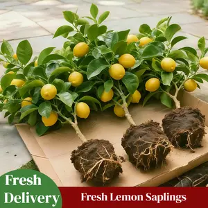 Live Lemon Tree in Pot – Real Citrus Plant for Indoor & Outdoor Use – Fast Growing, Fruit-Bearing Meyer Lemon for Home, Patio & Garden – Low Maintenance, Vibrant Greenery & Gardener Gift