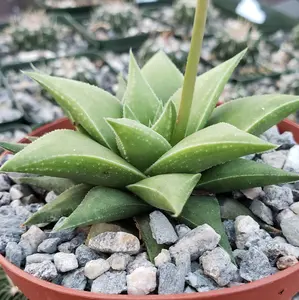 Haworthia rigida
