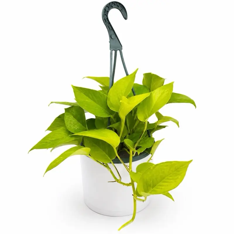 Pothos Neon 8" HB Pot House Plant - neon pothos Unique Neon-Colored Leaves, Easy Care, Ideal for Indoor Home