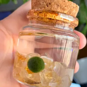 Small Moss Ball Terrarium with Citrine Stone - 2" Height, 2" Diameter, 2 oz - Decorative Plant Pet for Home Decor, Made in USA, Zebra Mussel-Free