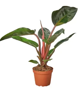 4' Philodendron Red Congo Plant