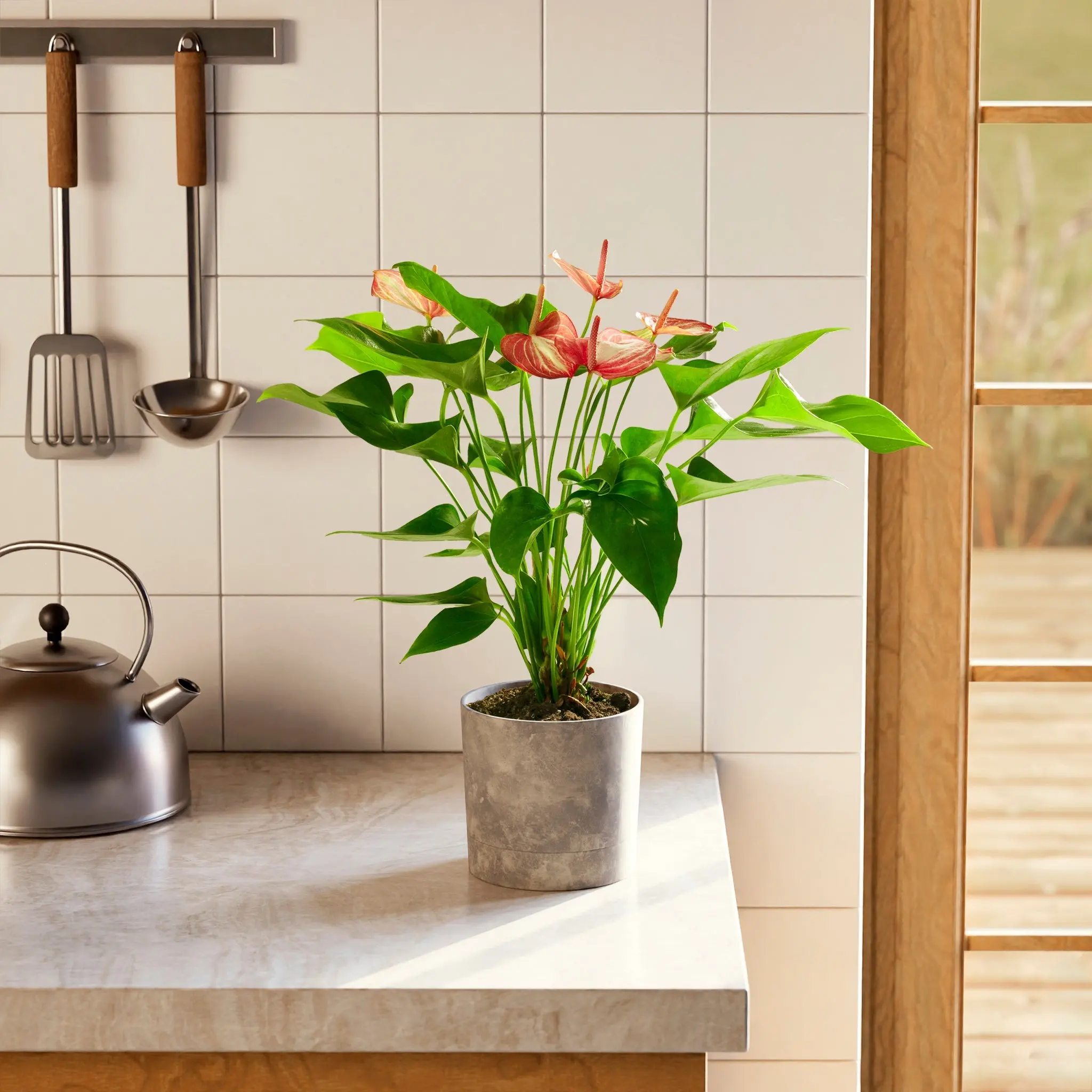 Anthurium 'Livium'