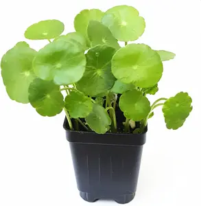 Rich Copper Money Plant Seeds 200 Large Leaves Hydroponic Indoor Evergreen All Seasons Planting Flower