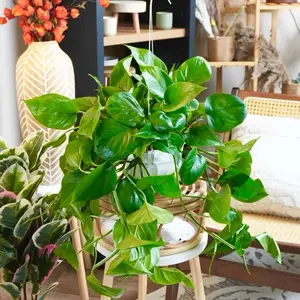 XL Jade Pothos - 6” Pot