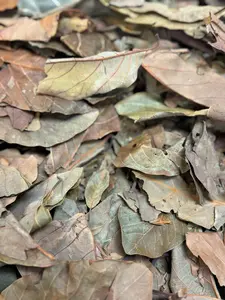 Fèy zaboka - Avocado Leaves