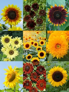 Sunflower Seeds - 50 PCS. Easy-to-Grow, Tall Varieties Perfect for Cut Flowers, Backyard Gardens, and Wildlife Attraction