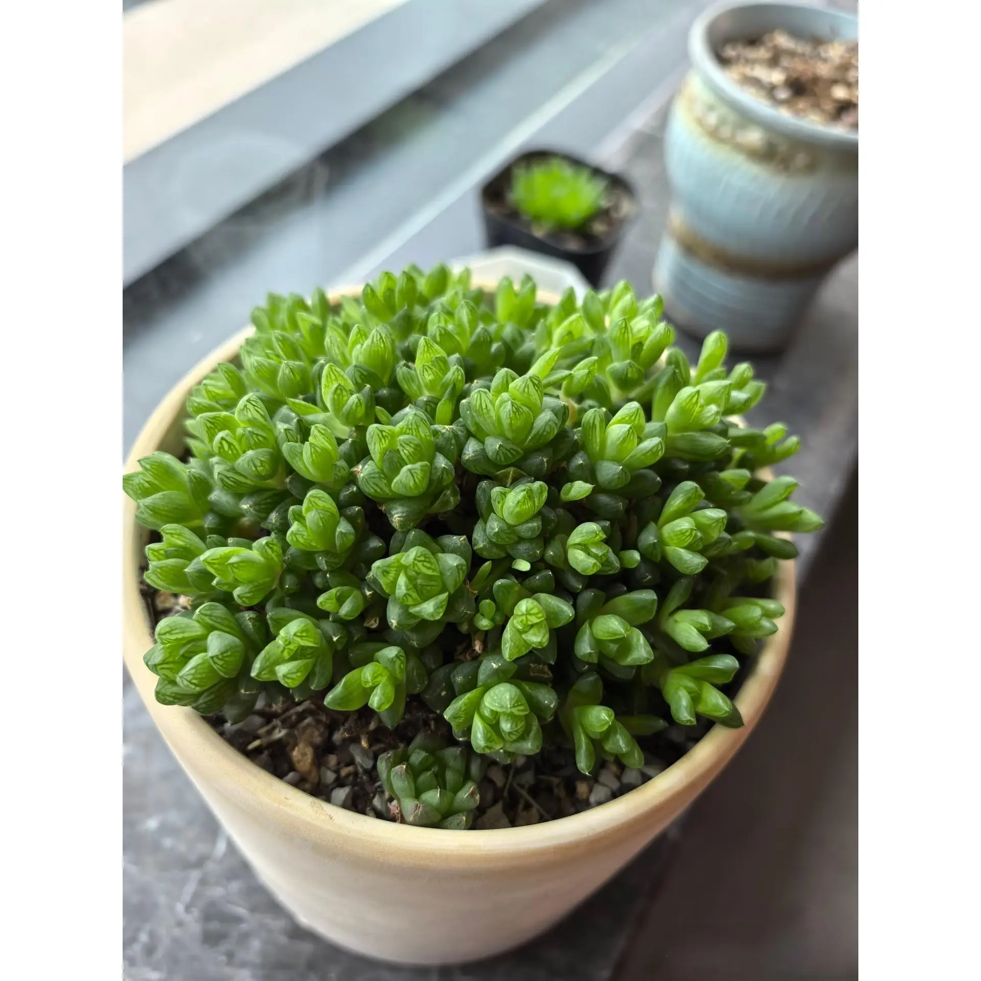 2" Live Succulents 1 Plant Haworthia cymbiformis var obtusa