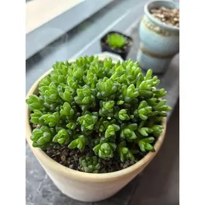2" Live Succulents 1 Plant Haworthia cymbiformis var obtusa