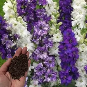 Green River 50 Connecticut Yankee Delphinium Seeds - Flower Seed Pack, Perennial Delphinium Flower Seeds, Cottage Garden Blooms, Tall Spikes for Borders, Pollinator Friendly