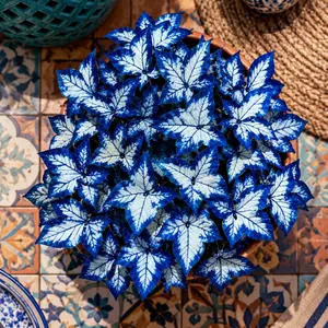 800pcs Butterfly Leaf Hosta Seeds – Unique Shade-Loving Perennials for Borders, Planters, Patios & Landscaping