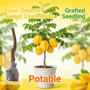 Tropical Starfruit Seedling – Perfect for Indoor or Outdoor Gardening”