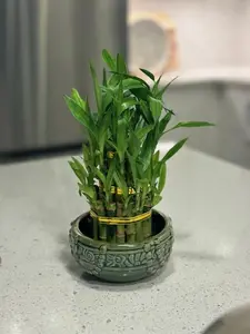 Three Layer Lucky Bamboo Arrangement for Indoor Home/Office Decor with FREE Plant Food Included