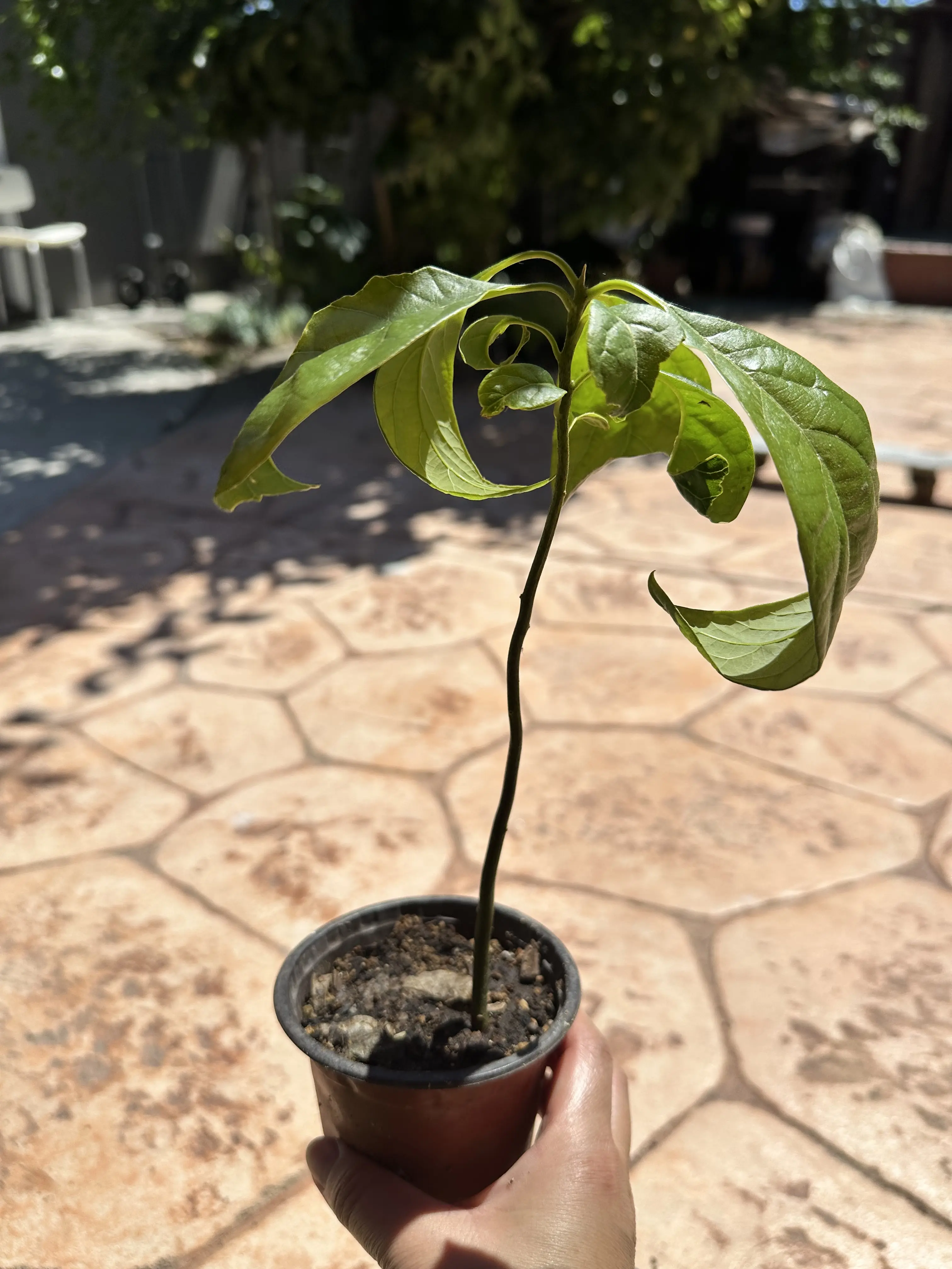 Hass Avocado Live Plant Ship in 4” Pot 24H FAST SHIP