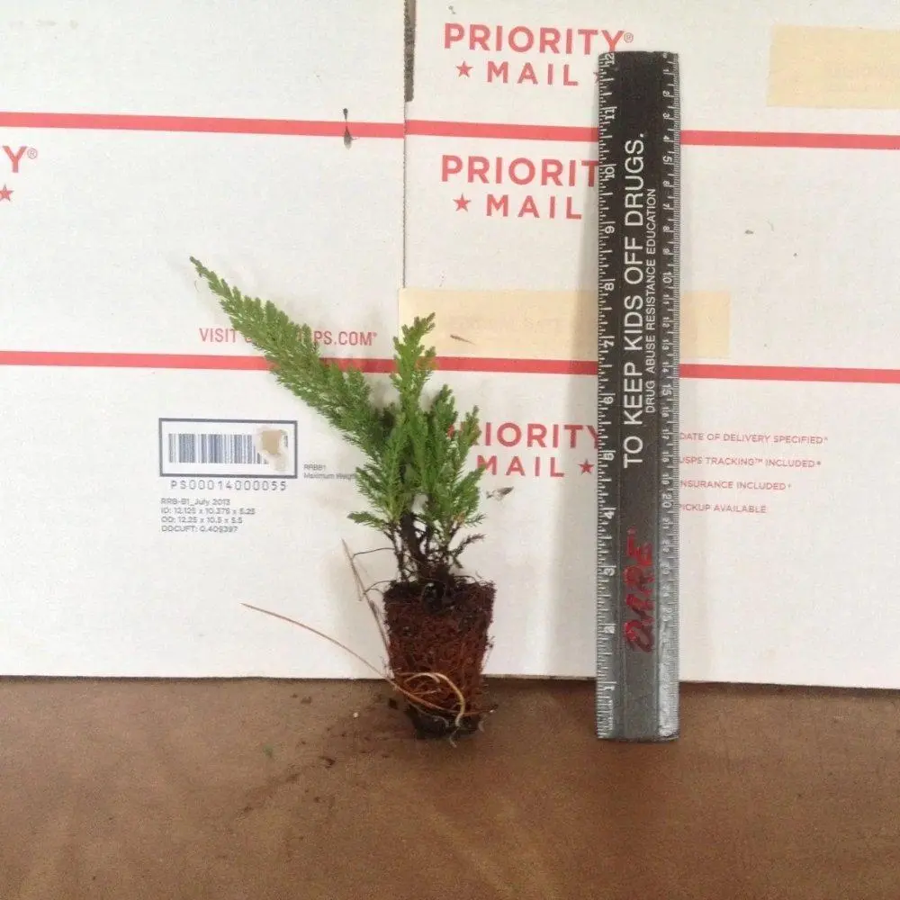 Juniper 'Prince of Wales' (Juniperus horizontalis) 1 Plant - Creeping Evergreen Live Groundcover Shrub for Outdoor Garden Edging, Bank Stabilization, All Seasons Home Improvement, Feet, Cold-Hardy To Zone 3