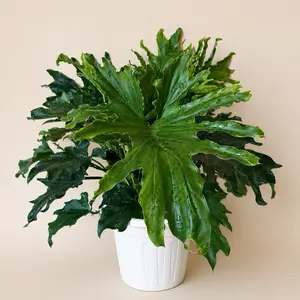 Xl Philodendron Lickety Split 8" Pot floor plant  House Plant with Unique Leaves for Indoor Home Decoration Low Maintenance Tropical Vibes