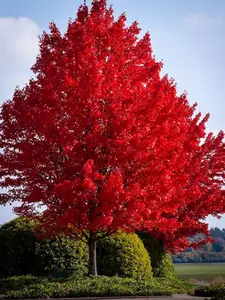 Red Maple Tree American Maple, Leaf Seeds 3 Pack x 100 Seeds Fast-Growing Edible Garden Raised Bed Vertical
