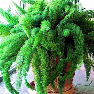 10 ASPARAGUS FOXTAIL FERN Seeds Myers Houseplant Tropical Flower Garden RARE!