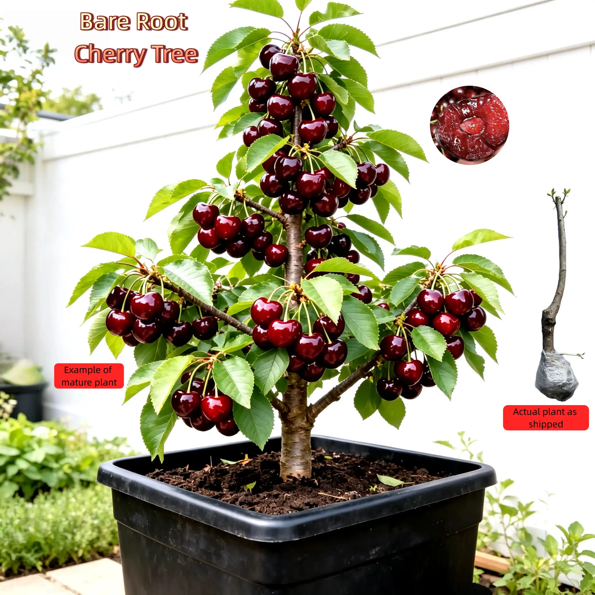 Sweet Cherry Bare Root Tree, Healthy Live Plant, Bare Root Shipping,beginner friendly fruit tree,Can be planted in containers or directly in the ground. Flexible for small or large spaces. Seedlings Compact easy-to-cultivate tree seed