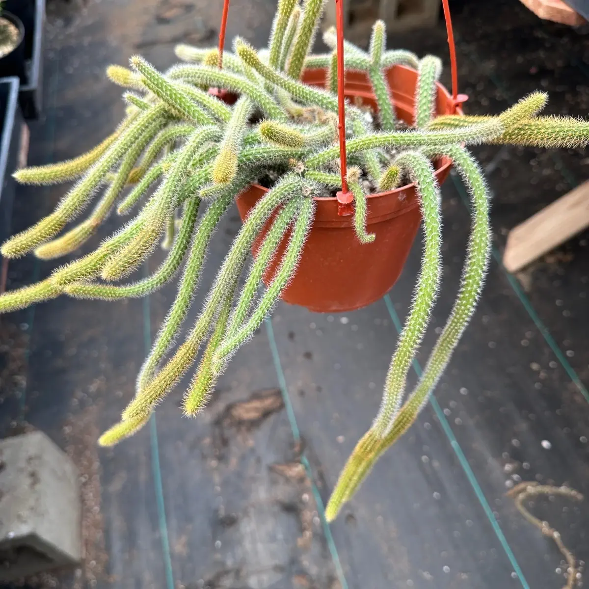 6 inch rats tail cactus 6 inch rats tail cactus