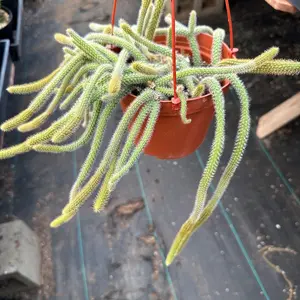 6 inch rats tail cactus 6 inch rats tail cactus