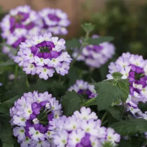 Superbena Sparkling® Amethyst Verbena
