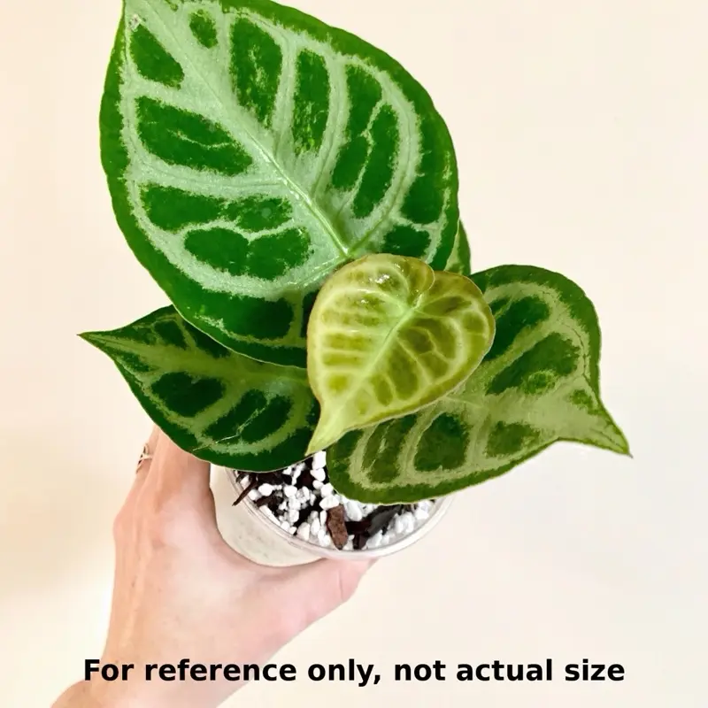 Anthurium Crystallinum x Dorayaki Tissue Culture (TC) Plantlet | Growers Choice