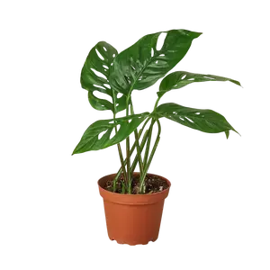 Monstera Adansonii 'Swiss Cheese'