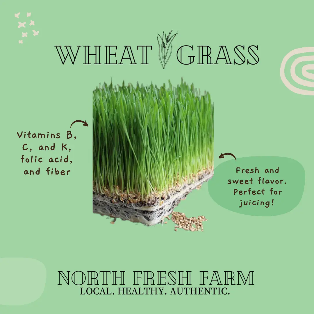 Wheat Grass Microgreens Seeds Wheat Grass Microgreens Seeds