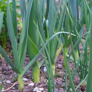 Organic Broad London Leek Seeds (Allium ampeloprasum 'Broad London') – Robust Stalks, Mild Onion Flavor – Minimum: 50+ Seeds