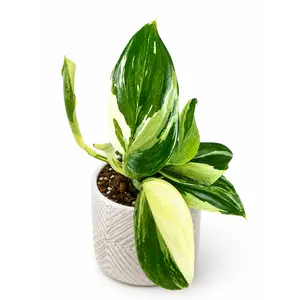 3" Scindapsus Treubii 'Moonlight' Albo
