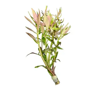 Limnophila Hippuridoides