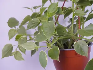 Peperomia Cupid 6” Hanging Basket | Trailing Peperomia | Easy Plant