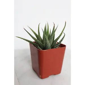 Zebra Haworthia Succulent – Potted Plant for Indoor Home Decor