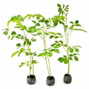 3 Live Moringa Tree Seedlings 1 Foot tall Moringa Oleifera Plants Miracle Tree Drumstick Tree Malunggay Edible Superfood Trees