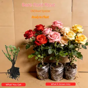 Garden Rose Bush, Bare Root – Healthy Root System, Ready to Plant, for Pot or Garden, (Red/Pink/Yellow), Ideal for Balcony & Patio, Beginner-Friendly Mix Perennial Tree Sapling Live