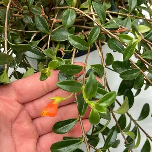 goldfish plant Lipstick Plant 6" HB - Vibrant Orange Blossoms & Lush Green Leaves for Indoor Gardening
