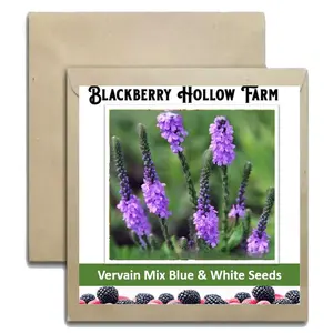 Vervain Mix Blue & White 300+ Seed Pack