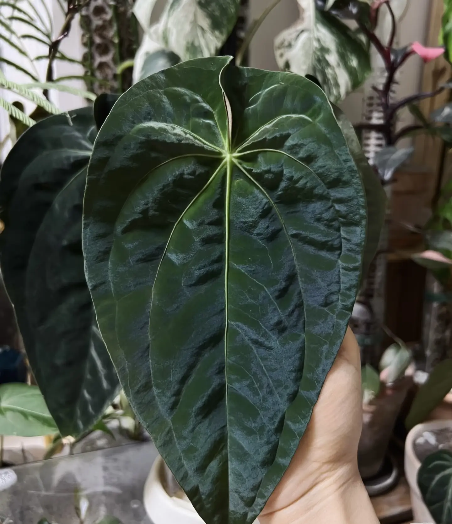 Rare Anthurium Papi Live Starter Plant 2-Inch Pot | Velvet Leaf Anthurium