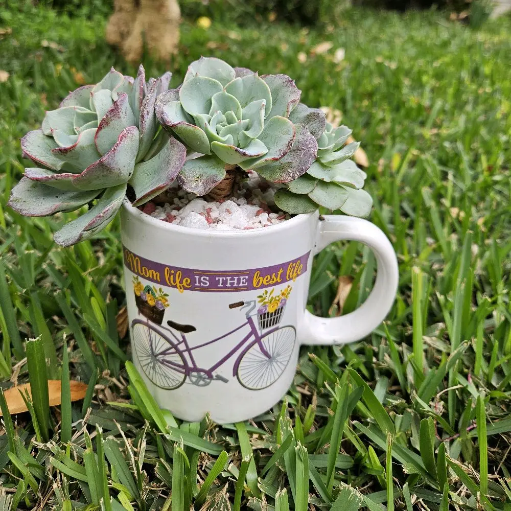 Mom Life Is the Best Life” Succulent Mug Planter