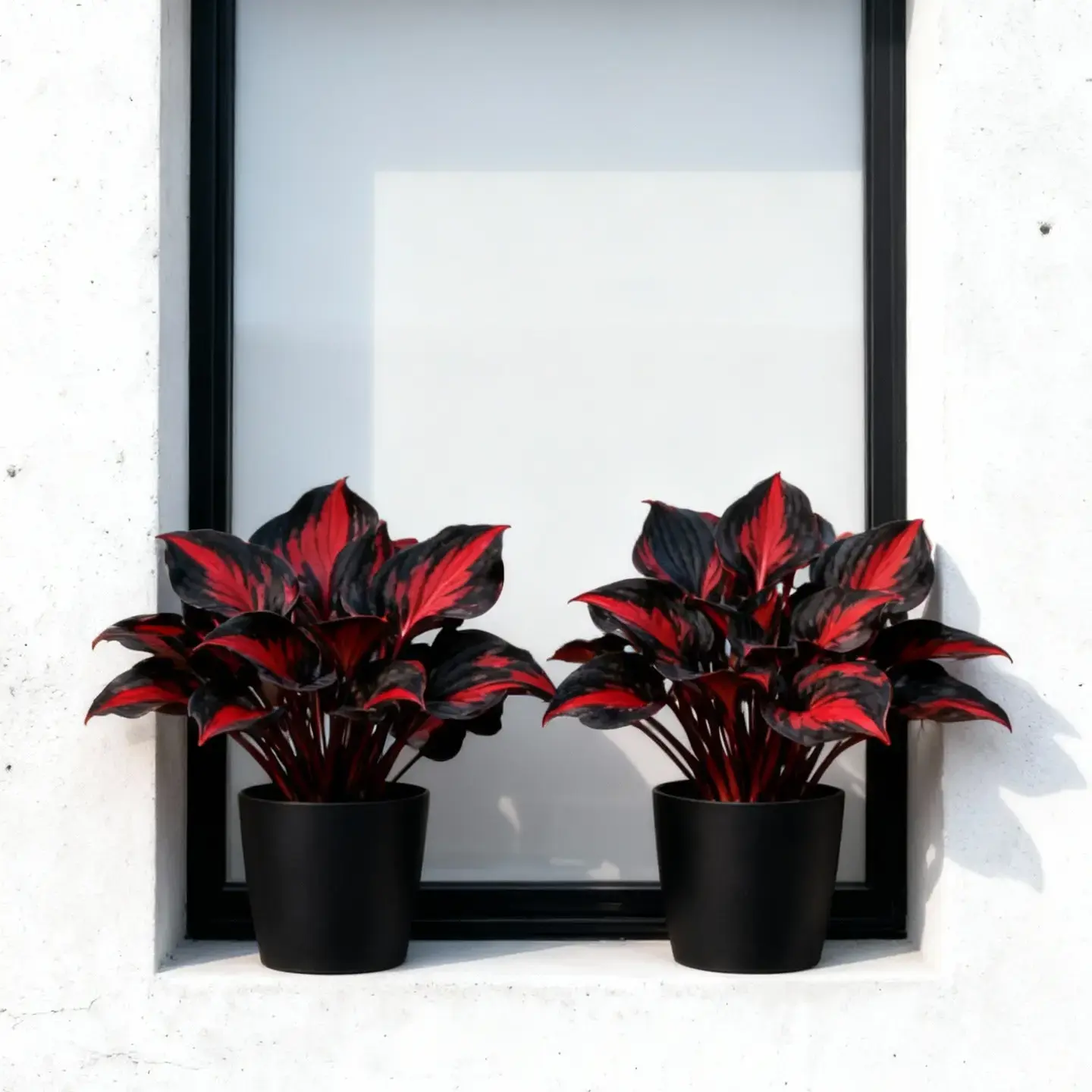 800pcs Black-Red Hosta Seeds, Perennial Flowers with Exotic Bicolor Dramatic Leaves, Shade-Loving Ornamental Plant for Flower Garden, Ideal for Outdoor Enthusiasts, 800 Seeds