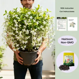 Trailing Jasmine Seeds Bridal Veil High Germination Rate Nodding Clerodendron Easy to Grow Long Lasting Aroma for Home Garden Fragrant Blooms Rare Cascading Jasmine Perfect for Balconies & Indoor Pots