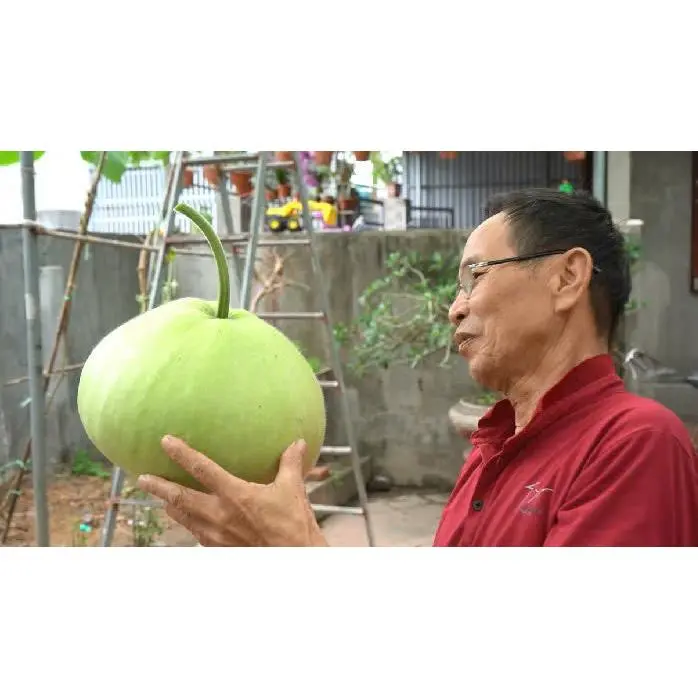Giant Round Gourd Seeds | Calabash Seeds- Bầu Tròn | Non-GMO, High Yield, Organic