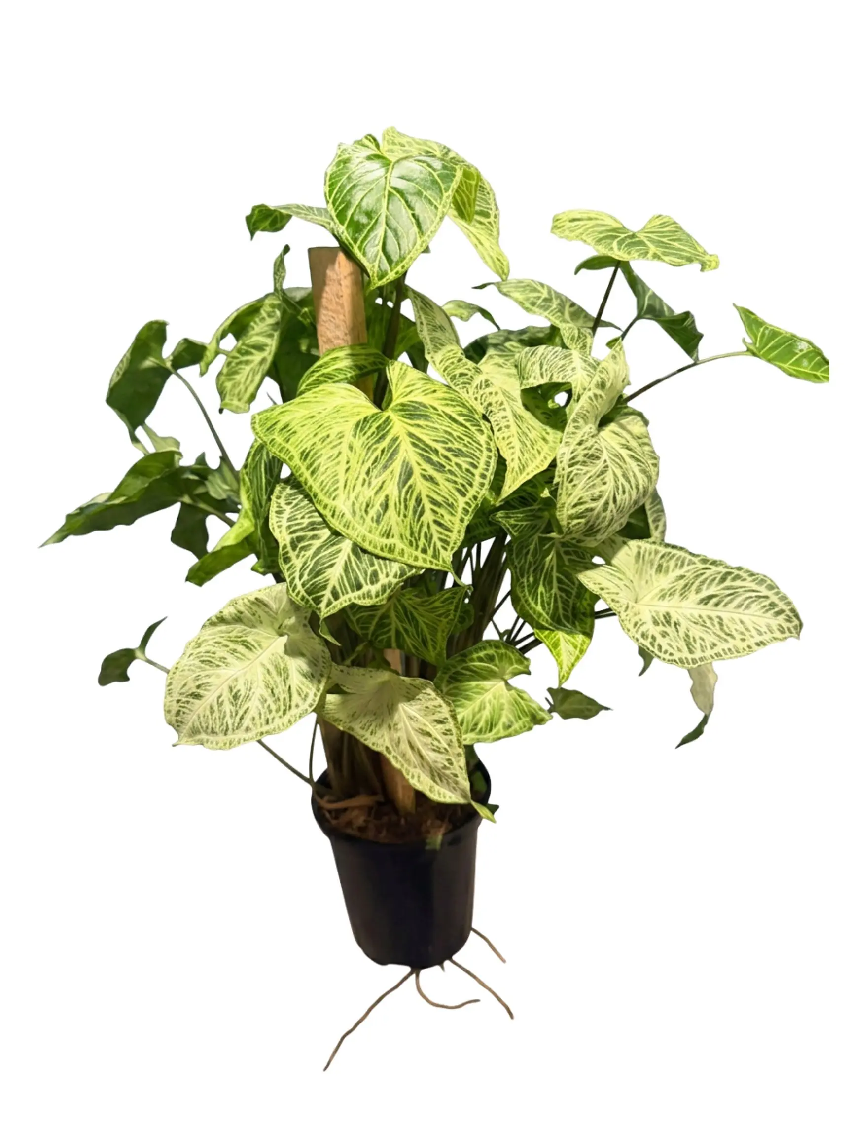 6" Syngonium Batik – Climbing Wood Stake Arrowhead Plant - Rare White Veined Climbing Plant