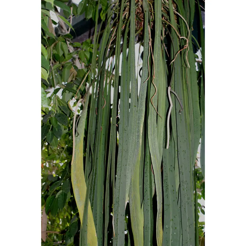 Anthurium cerrocampanense (seedling) - TikTok Shop