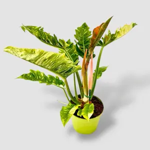 HUGE Ring of Fire, 6 Inch Pot, Live Plant