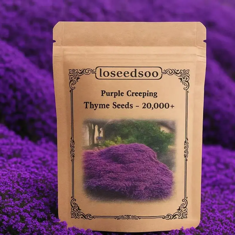 Purple Creeping Thyme Seeds - 20000+ Perennial Ground Cover Non-GMO Heirloom Flowers for Easy Planting